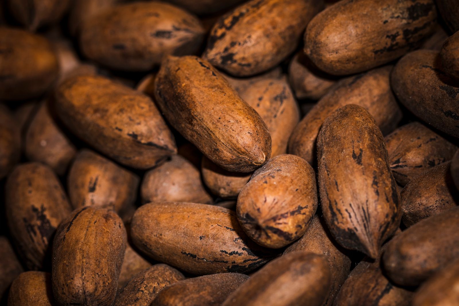 Cocoa beans